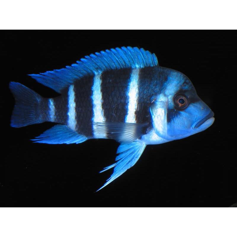 Cyphotilapia frontosa sambia blue - imagine 4